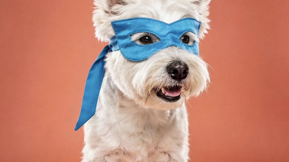 Making Daily Life Easier for You and Your Pet