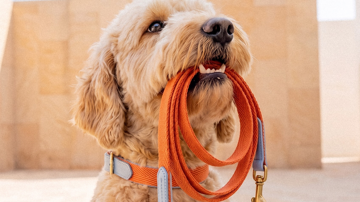 Travel Essentials Every Pet Owner Should Pack