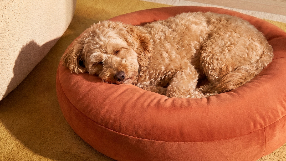 How Often Should You Replace Pet Toys?