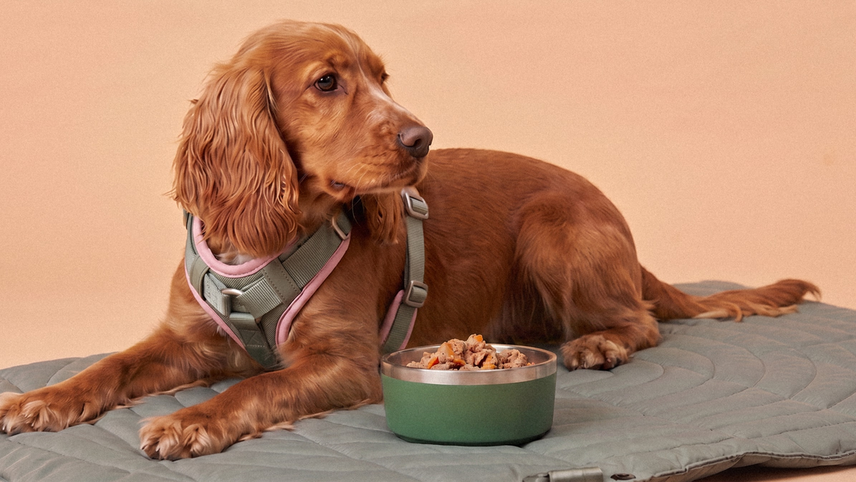 Slow Feed Bowls: Are They Worth It?