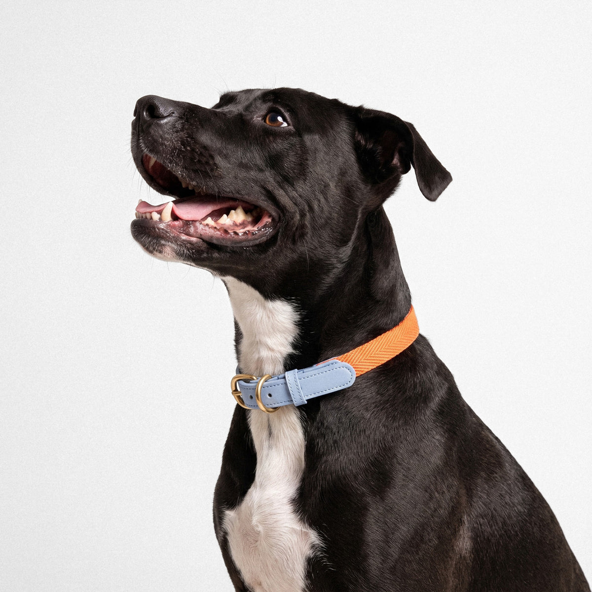 Classic Walk Collar & Lead Set