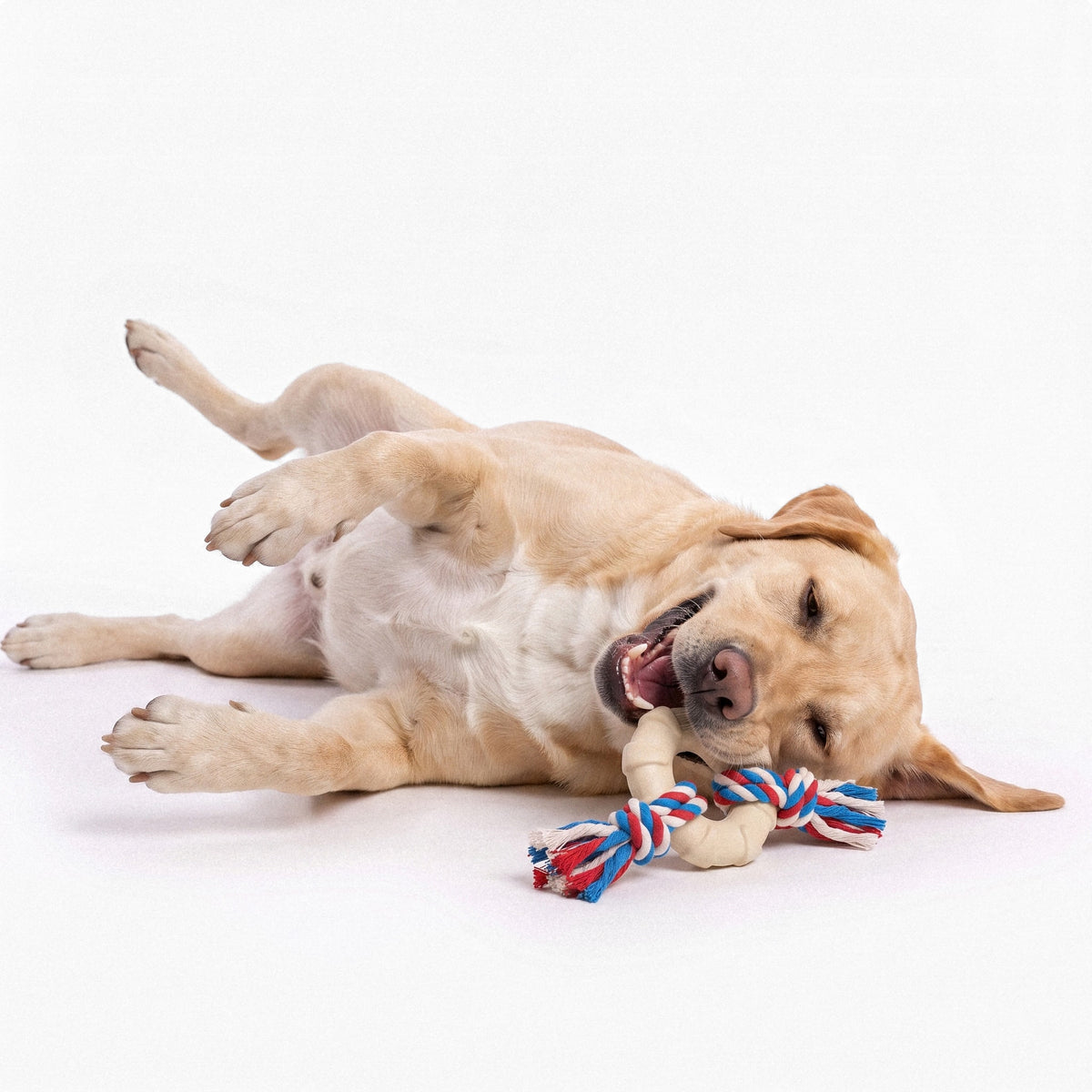 Rope Ring Tug Toy