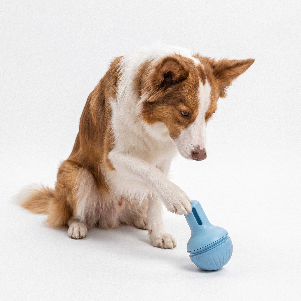 Treat Dispensing Toy