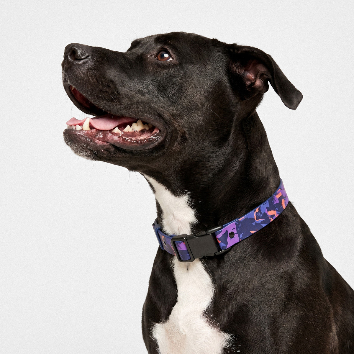 Printed Waterproof Collar-thumbmail-7