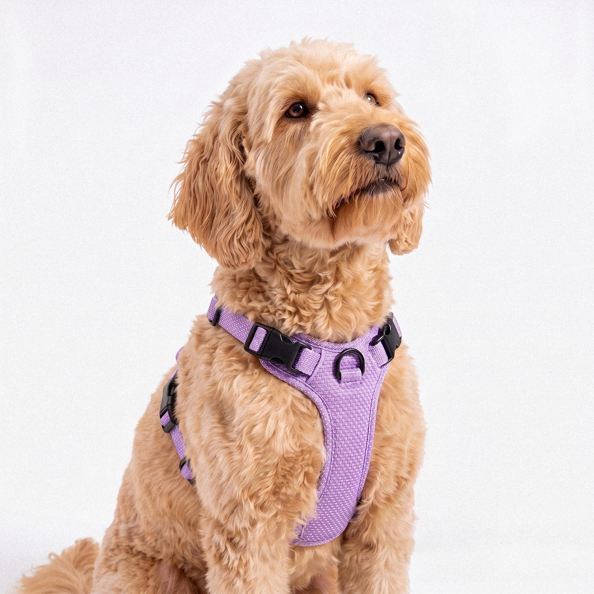 Soft Mesh Harness & Lead Set