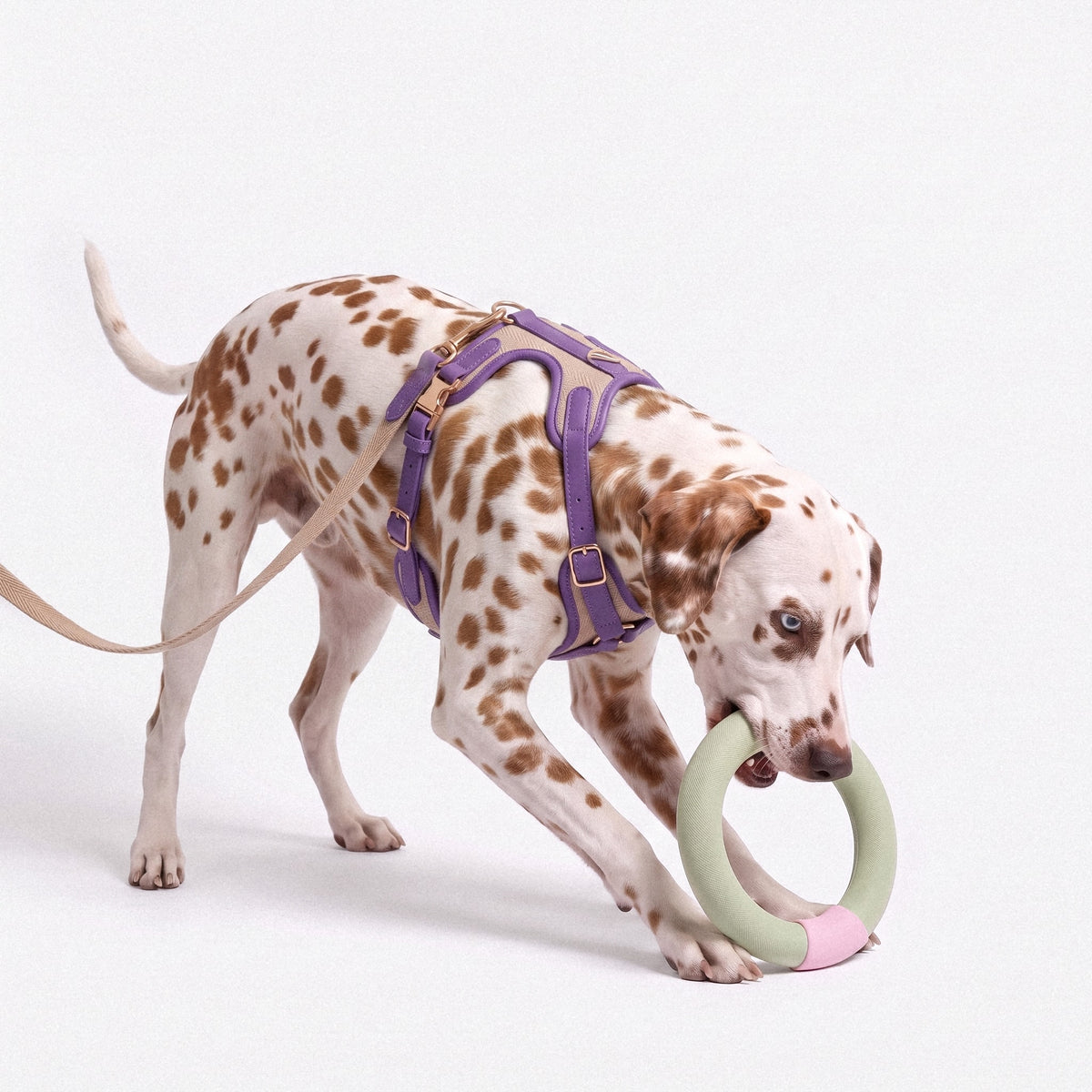 Floating Ring Toy