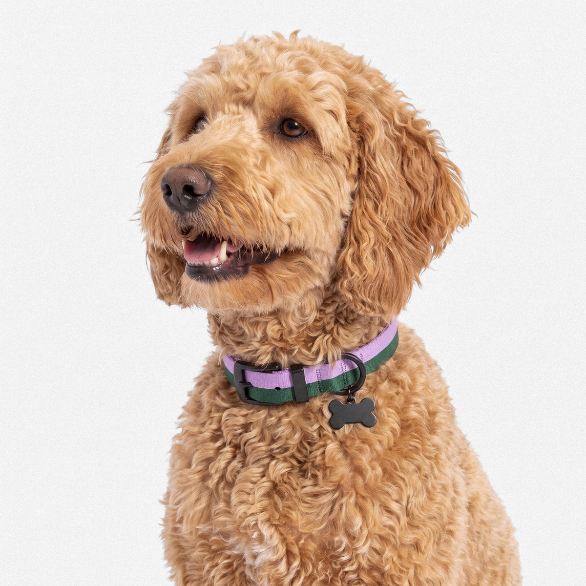 Everyday Webbing Collar