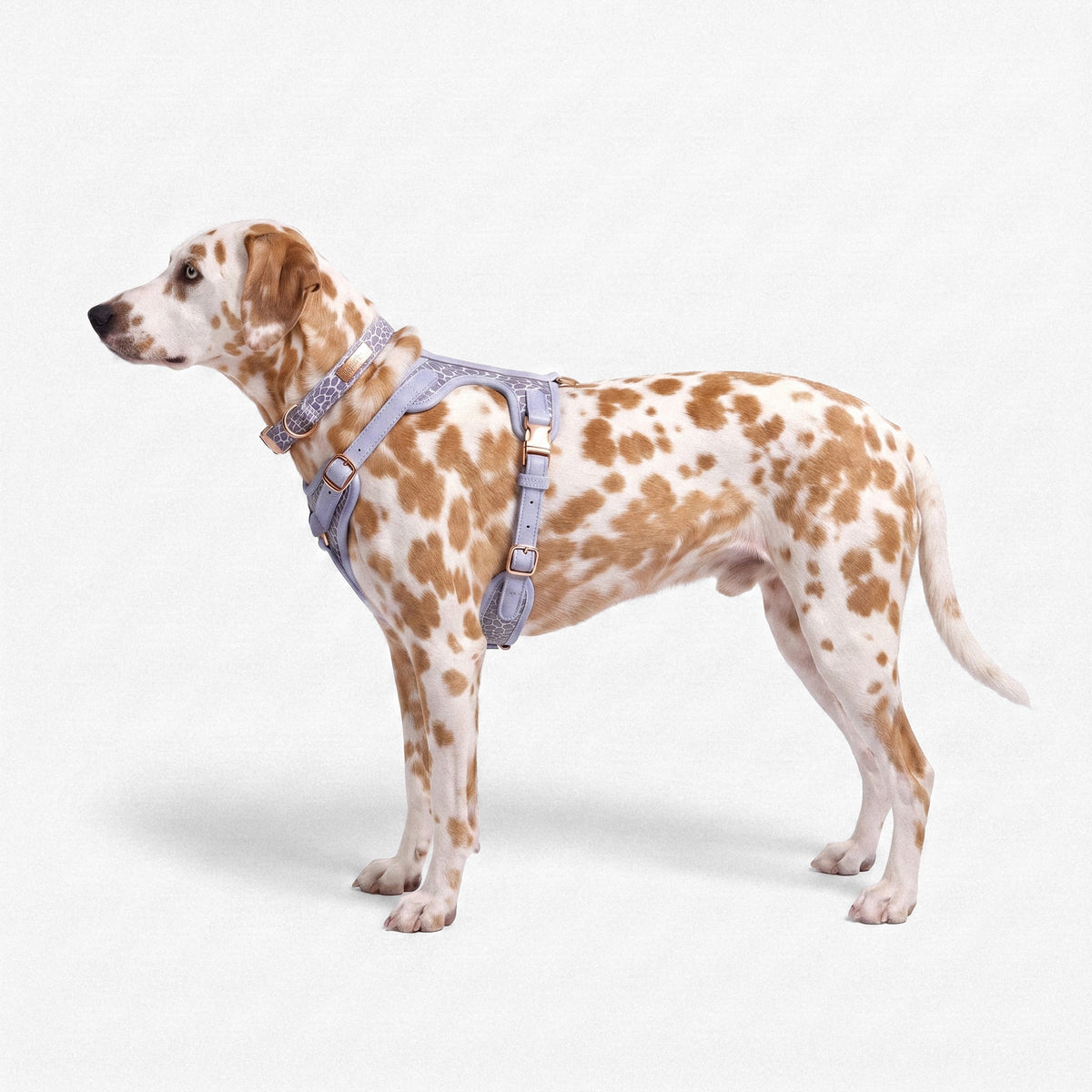 Patterned Harness & Lead Set