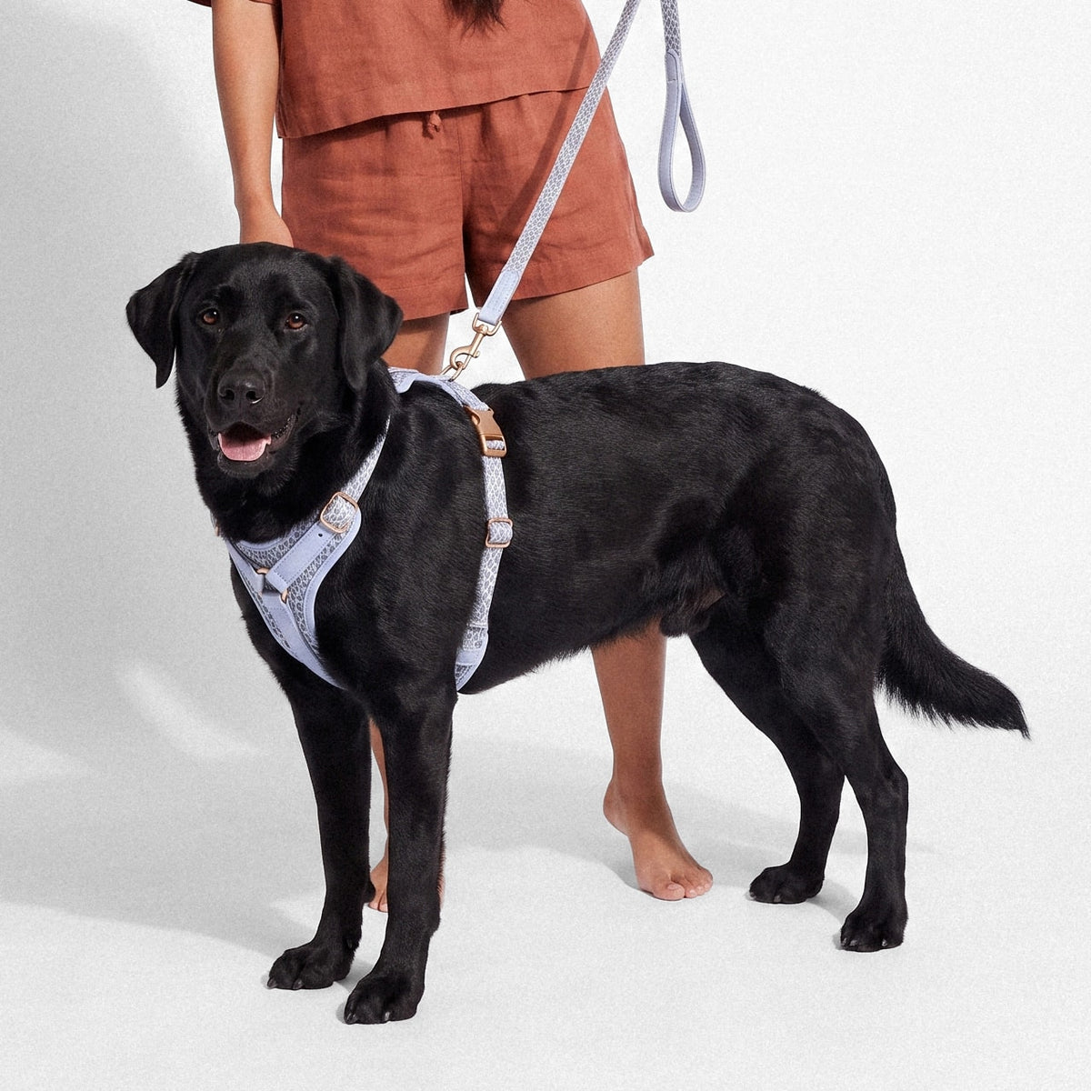 Patterned Harness & Lead Set