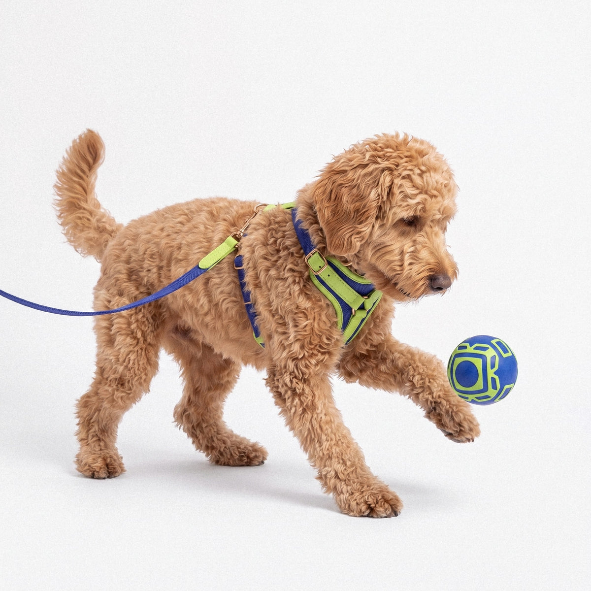 Patterned Harness & Lead Set