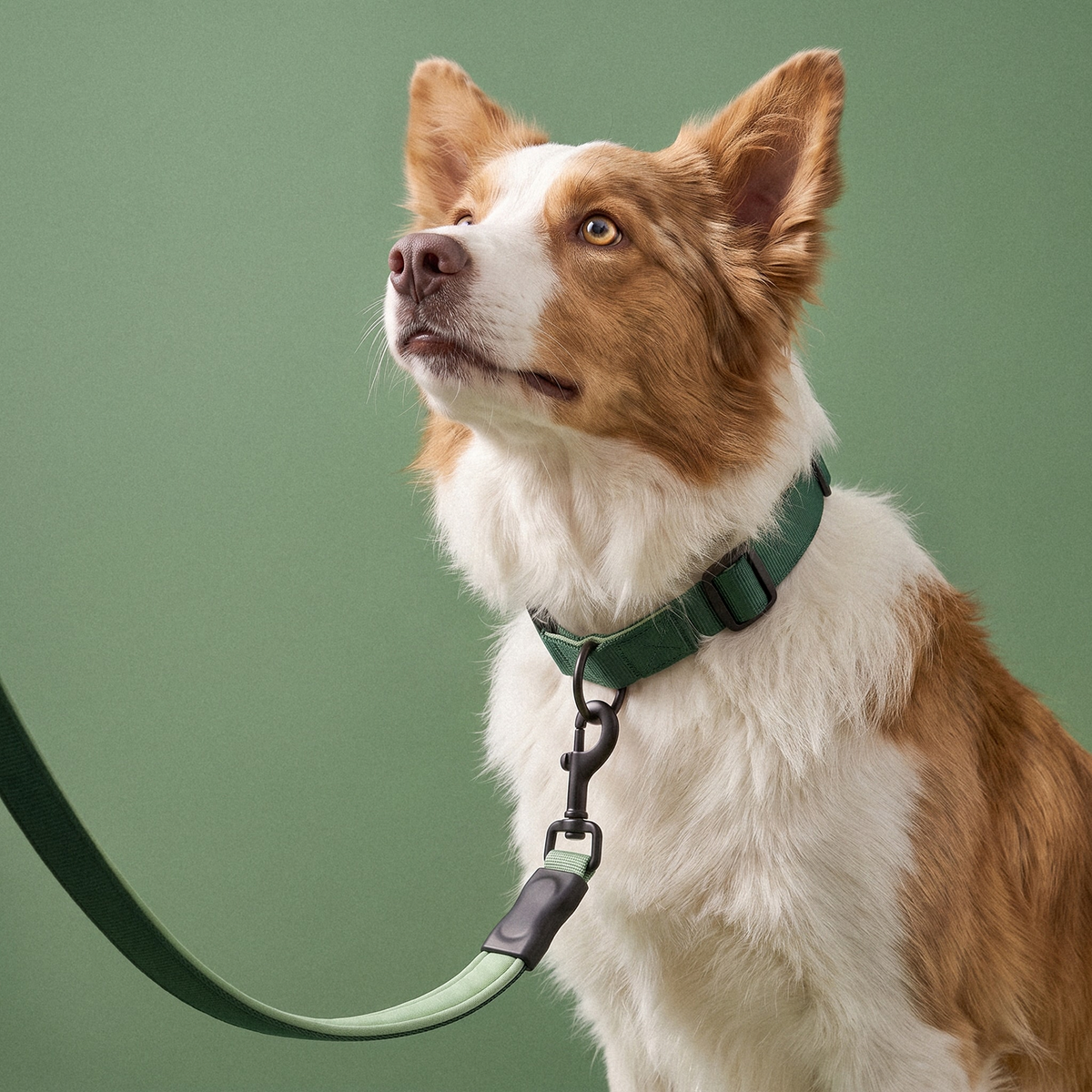 Collars & Leashes